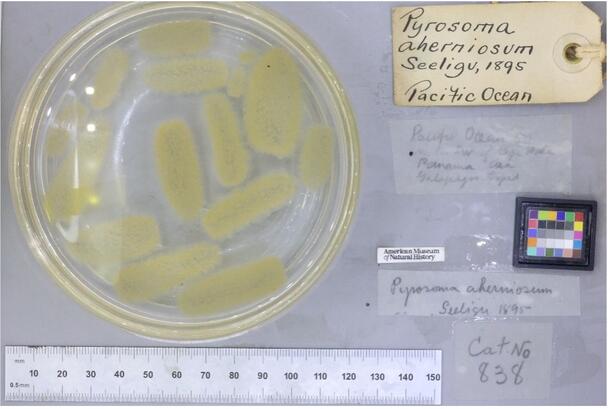 Pyrosoma aherniosum specimen, 1895