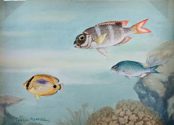 Watercolor of coral reef fishes by Toshio Asaeda, painted during the 1933 Templeton Crocker Expedition to the Solomon Islands. 