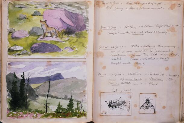 Watercolor and ink drawings from the sketchbooks and journals of Ernest Thompson Seton, volume 6, page 37 - AMNH Library, Image No. ptc-7678