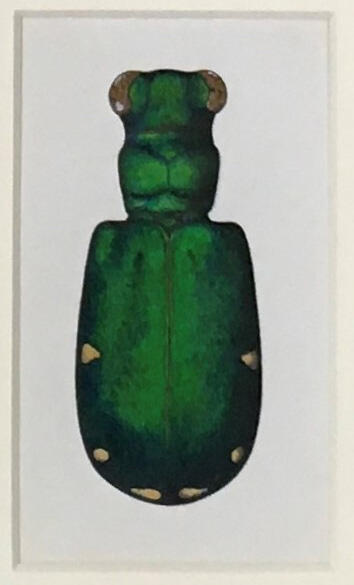 Cicindela sexguttata – Six-spotted Tiger Beetle, Marjorie Statham [Favreau] (1911-2008), Circa 1960s -1990s, Opaque watercolor and ink on paper