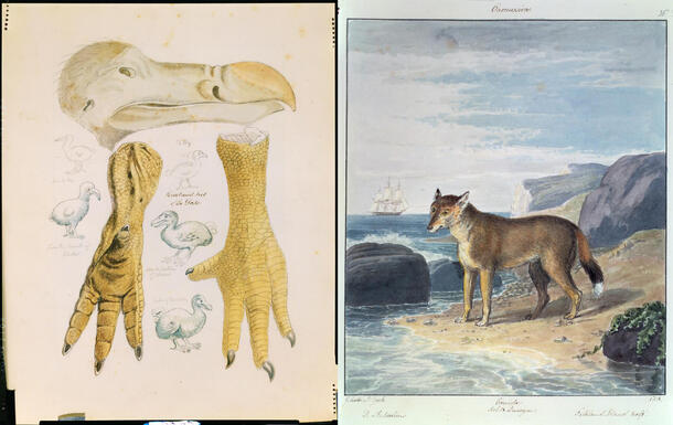 Left: Dodo, from Smith, C. H. 1795 Original drawings Right: Carnassiers, Falkland Island wolf, Dusicyon australis, from Smith, C. H. 1846. Dogs. Vol.1