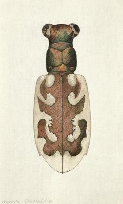 Illustration of Cicindela macra fluviatilis by Marjorie Statham Favreau.