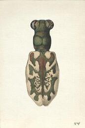Illustration of Cicindela hamata monti by Marjorie Statham Favreau.