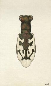 Illustration of Cicindela nevadica olmosa by Marjorie Statham Favreau.