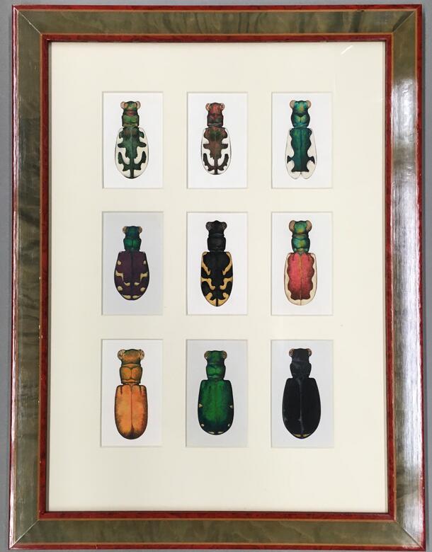 Tiger Beetles, Marjorie Statham [Favreau] (1911-2008), Circa 1960s -1980s, Frame 20 3/8” x 15 3/8” x 5/8”, Opaque watercolor and ink on paper