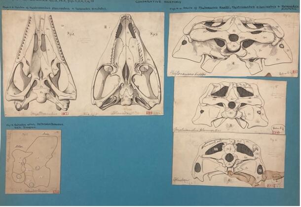 Comparative Anatomy, VPA 104 Fossil Specimen Images, Series 3