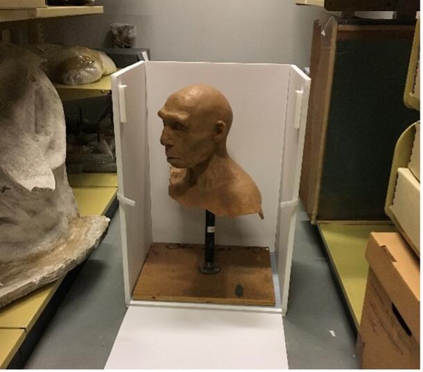 A photograph of a wax model head of an early human, in anew drop-front box constructed for the memorabilia relocation project.