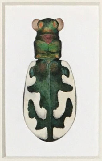 Cicindelidia willistoni sulfontis ♀ - Williston's Tiger Beetle, Marjorie Statham [Favreau] (1911-2008), Opaque watercolor and ink on paper