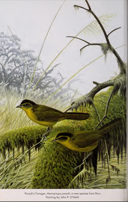Frontispiece. The Wilson Bulletin, v. 86(2). 2005. Contributed to BHL by the AMNH with permission from the Wilson Ornithological Society.
