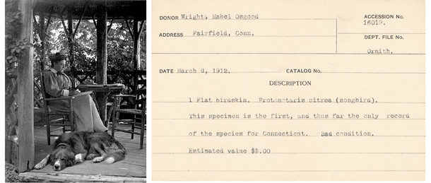 Left: Mabel Osgood Wright, image via Wikimedia Commons, Right: AMNH Accessions card reflecting specimens collected by Wright