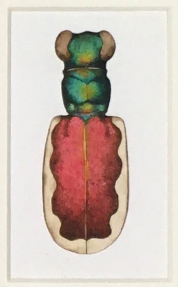 Cicindela scutellaris yampae ♂– Yampa Festive Tiger Beetle, Marjorie Statham [Favreau] (1911-2008), Opaque watercolor and ink on paper