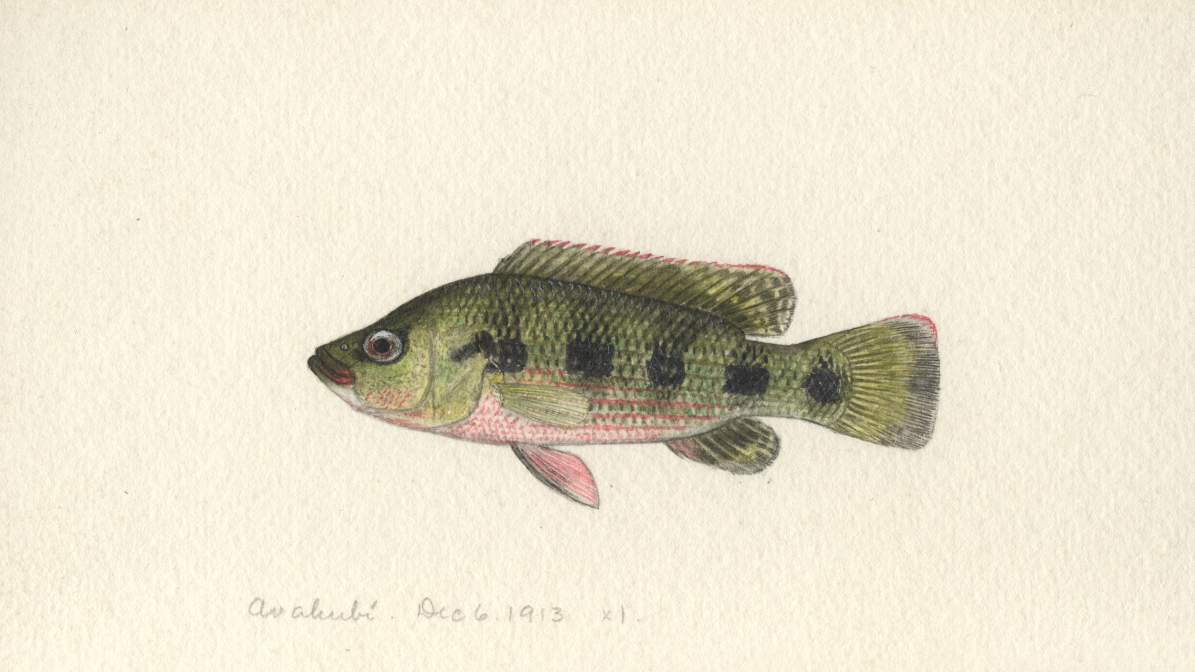 Watercolor painting of a green fish on paper.