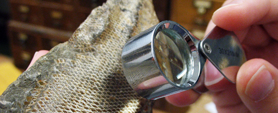 Hand holding a magnifying glass examining a fossil