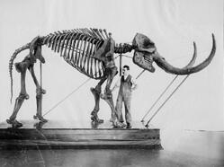 A man is dwarfed standing next to the fossilized full skeleton of a standing mastodon in an exhibition hall.