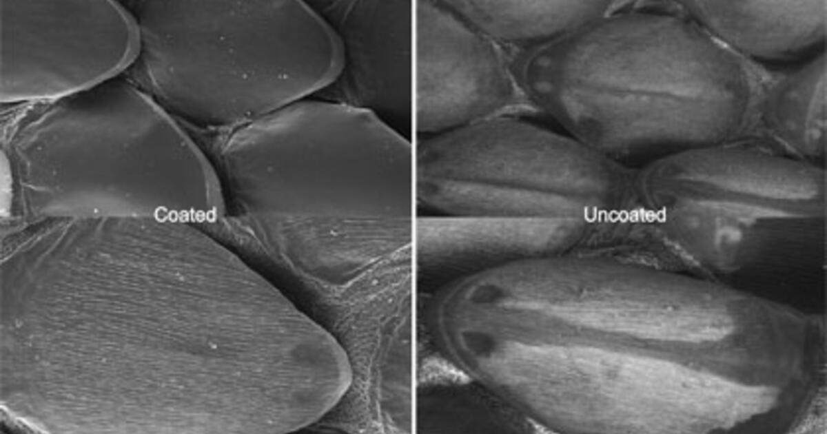 Coated vs. Uncoated Imaging AMNH