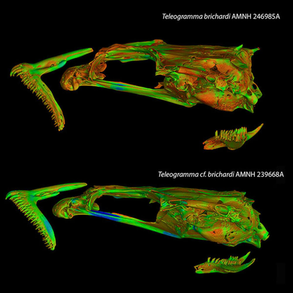 Two teleogramma scans of cf. brichardi.