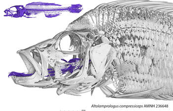 Rendering of an Altolamprologus compressiceps skeleton and a CT scan of Altolamprologus compressiceps.