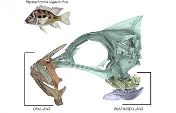 Rendering of a Pytchochromis oligacanthus fish and a CT scan that shows its oral jaws and pharyngeal jaws.