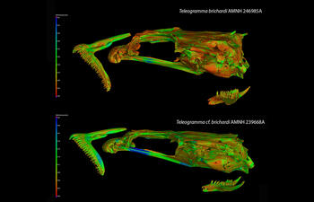 CT scans of Teleogramma brichardi and Teleogramma cf. brichardi.