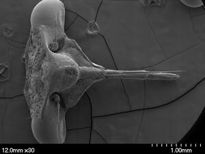 Microscopic view of the head of an ant with measurements at the bottom of the image that indicate size in mm.