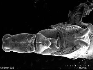 Microscopic view of Ophiogomphus occidentis with measurements reading 12.0mm x35 in the bottom left corner and 1.0 mm measuring line in the bottom right corner.