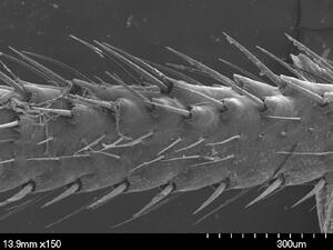 Microscopic view of the tibia of Stictopelta with measurements at the bottom of the image that indicate size in mm.