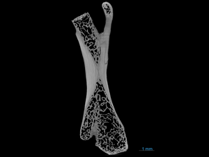 3D xray of a captorhinus femur.