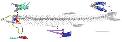 Lateral view of the complete skeleton of a Grasseichthys fish with images of closer views of the tail, and a section of vertebrae.
