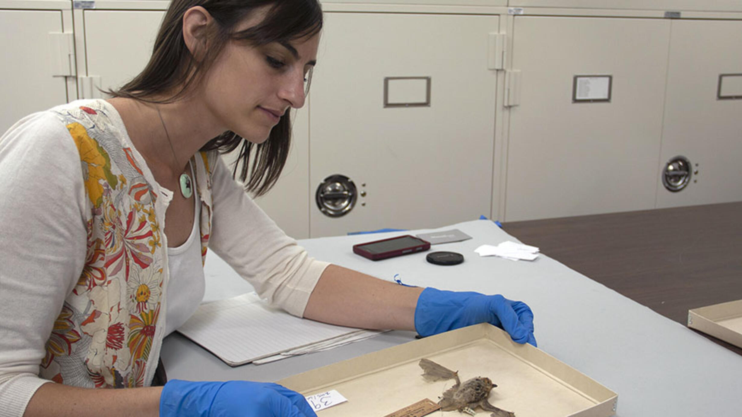 A person wearing a floral patterned cardigan and plastic gloves sits at a table and holds a shallow box holding a small, labeled bat specimen. 