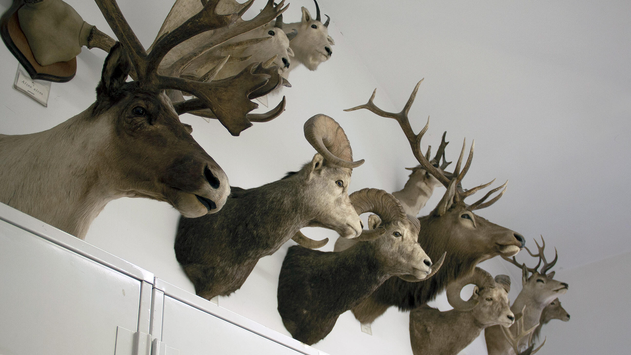 Ten mounted heads of horned animals, including rams and deer, high on a wall above a cabinet.