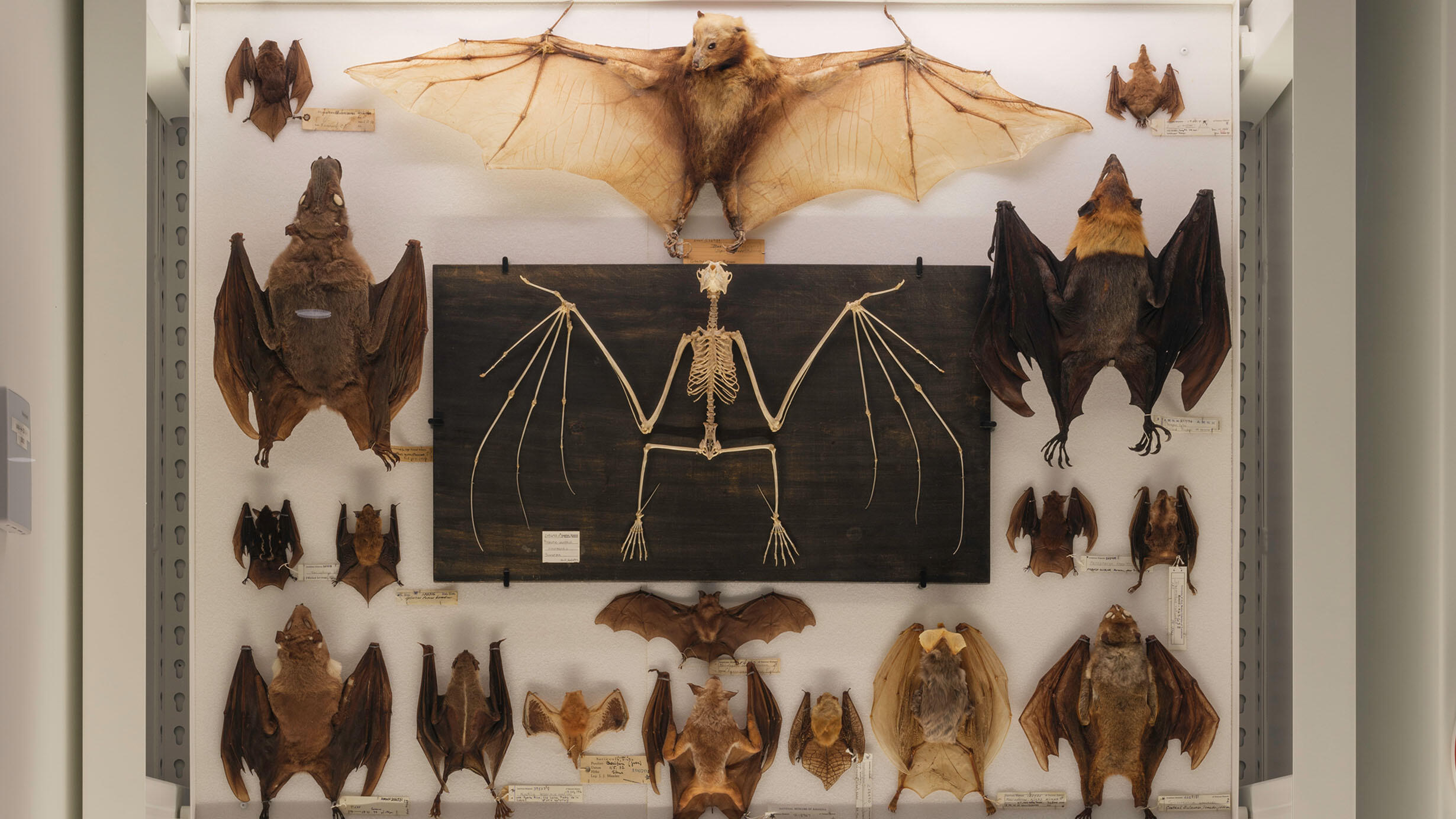 bats