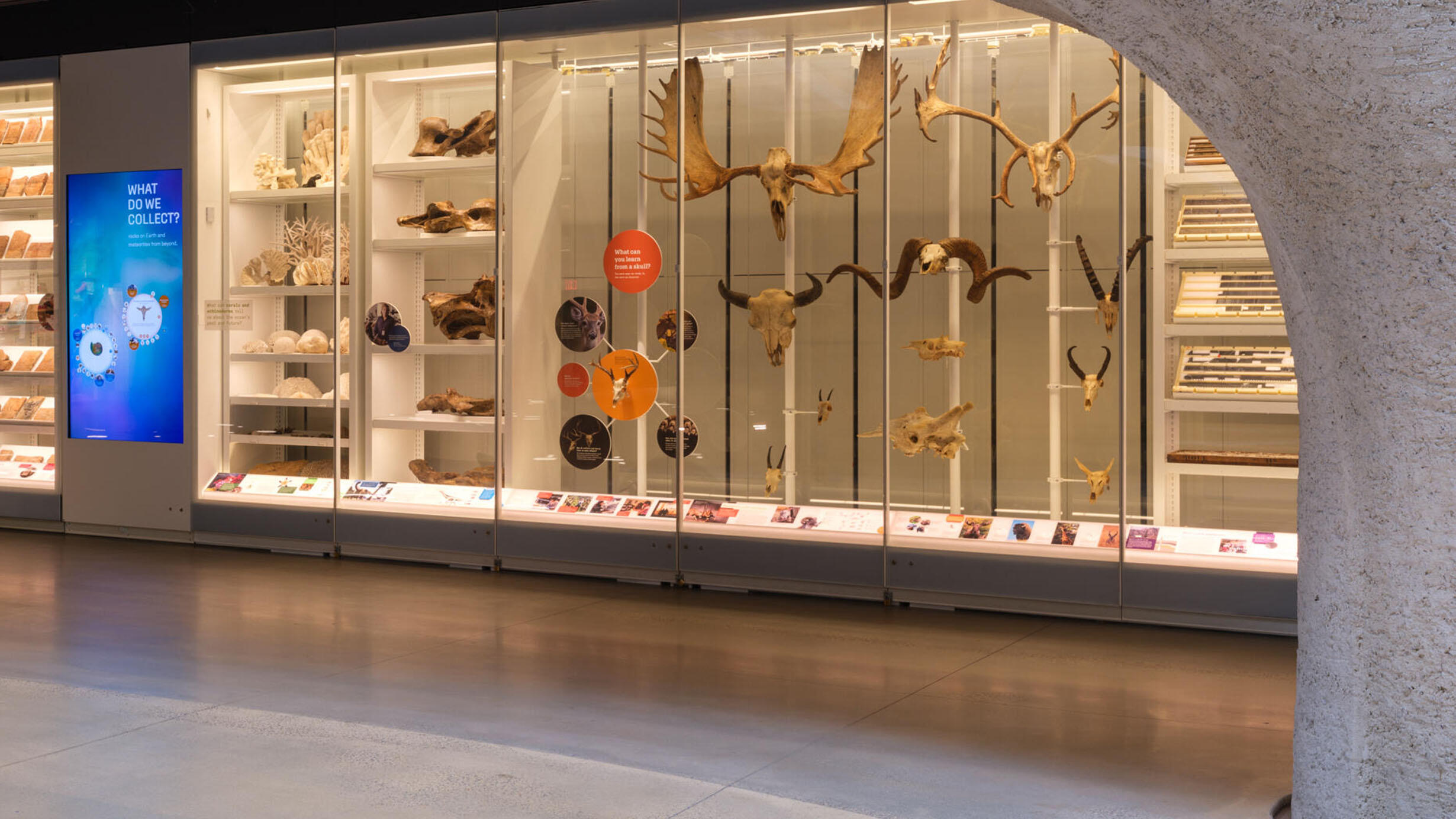 horns and antlers