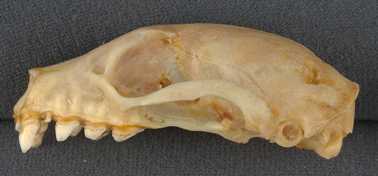 Skull specimen without the mandible. 