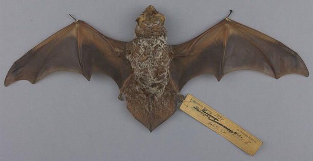 Full bat specimen with oustretched wings and a label tied to its right foot.