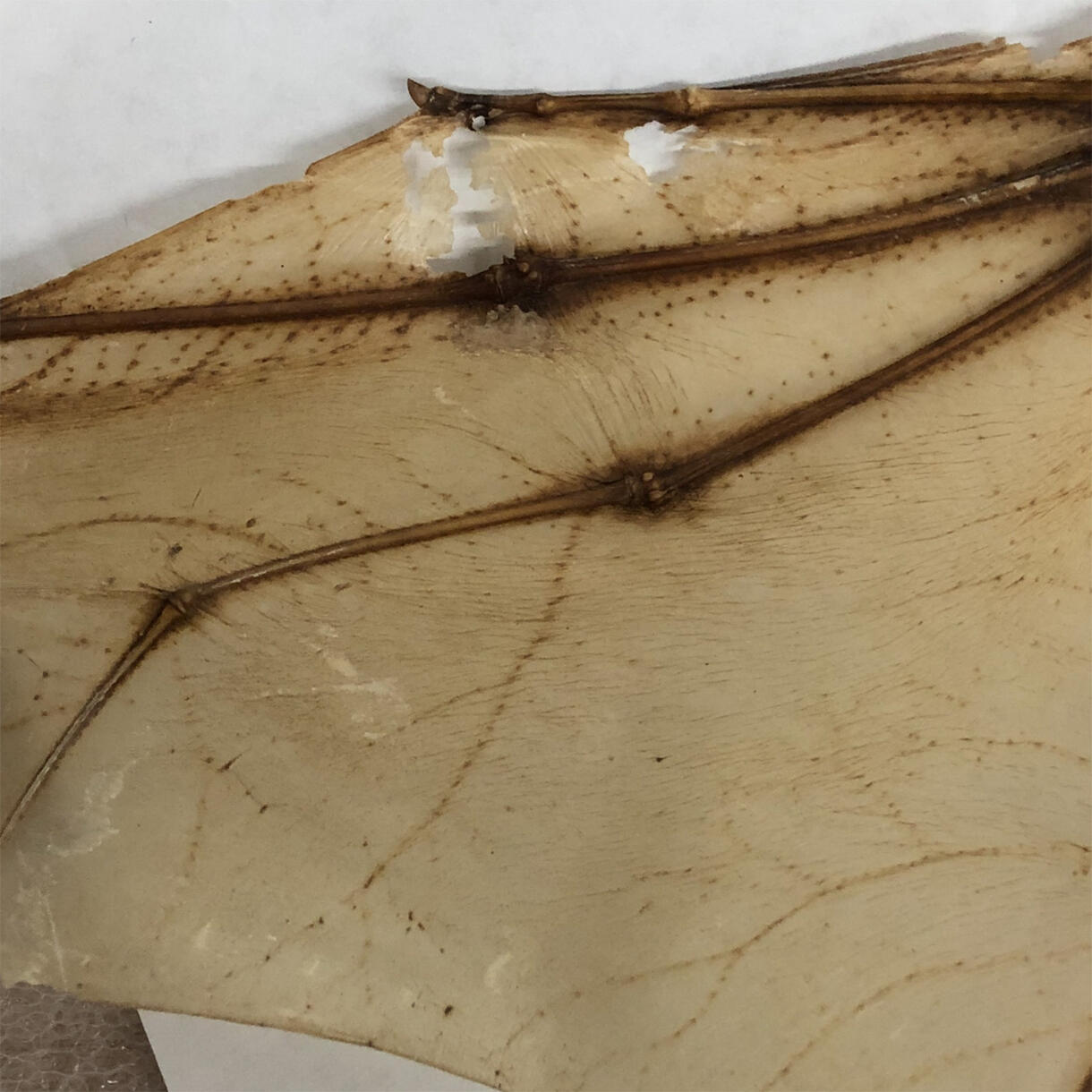 Close-up of a bat's wing with tears at the top.