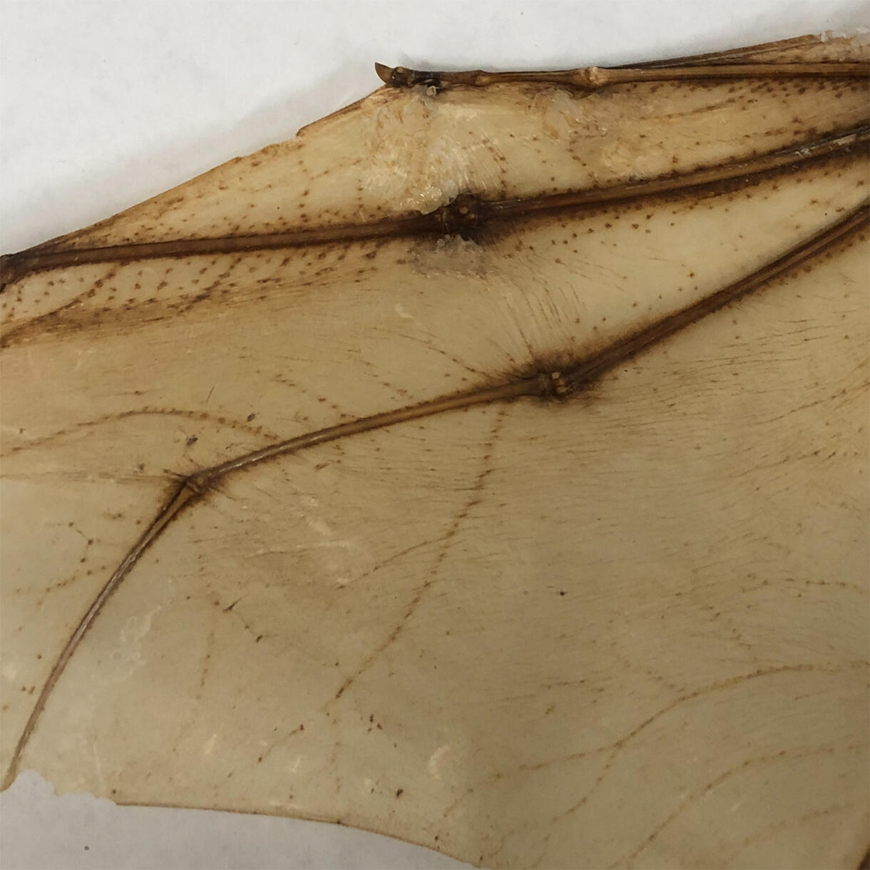 Close-up of a bat's wing with the tear repaired and no longer visible. 