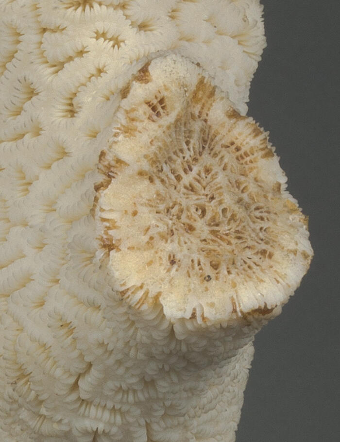 Detail of location of a break on pale colored coral. 