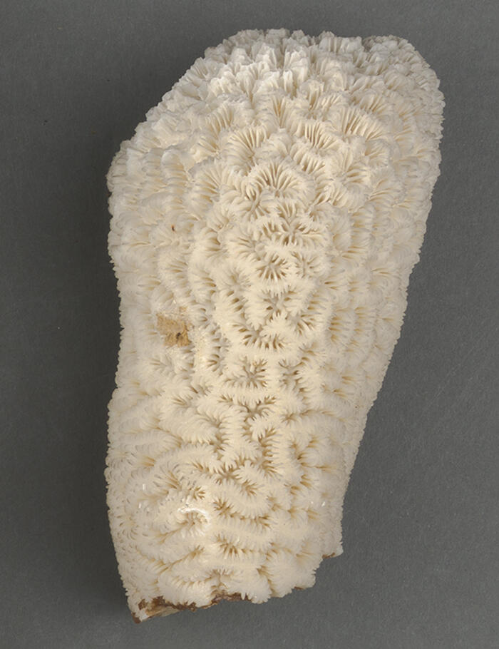 Small piece of pale-colored coral, which broke off of a larger piece. 