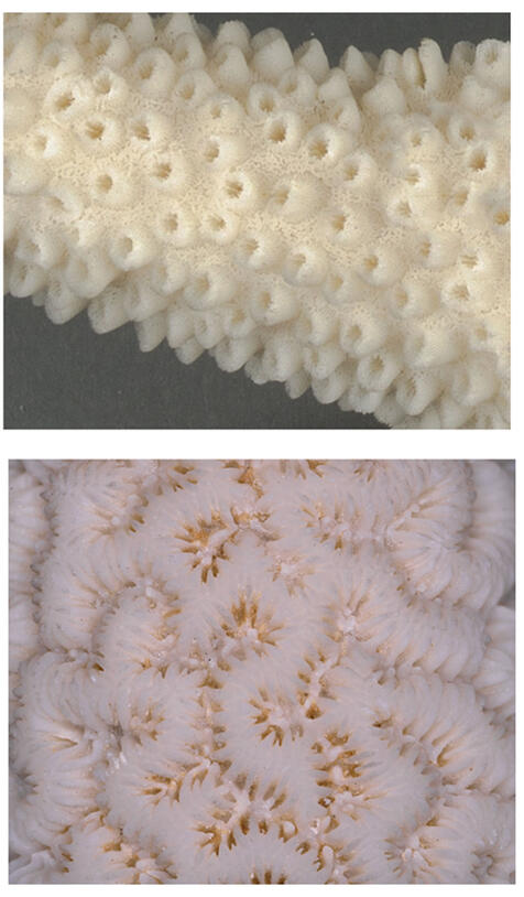 On top, close-up of coral specimen covered in many small holes. On bottom, close-up of coral with grooves.