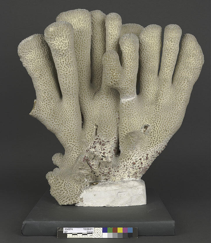 Large piece of coral with eleven pillars on a stand, with cracks and a pillar visibly broken off on the left side.