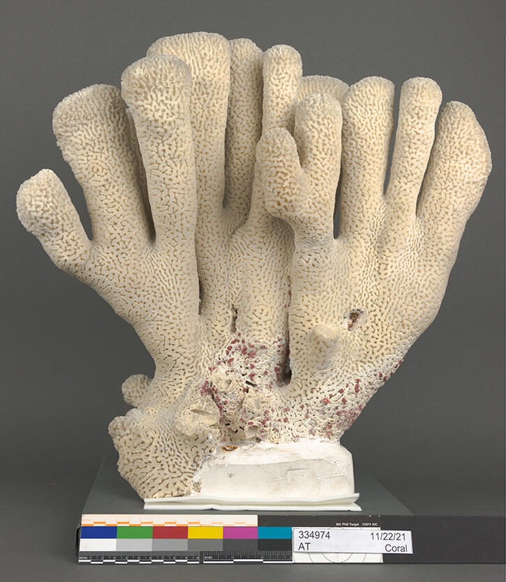 Large piece of coral with twelve pillars on a stand.