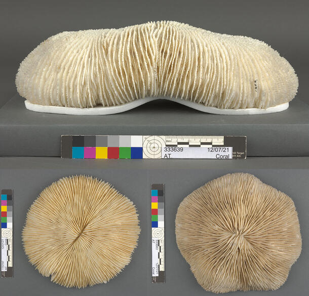 Three soft coral specimens: on top, side profile of long oval coral; on bottom left, circular coral; on bottom right, circular coral with indents.