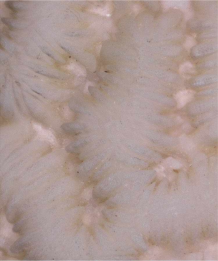 Close-up of grooves on light colored coral.