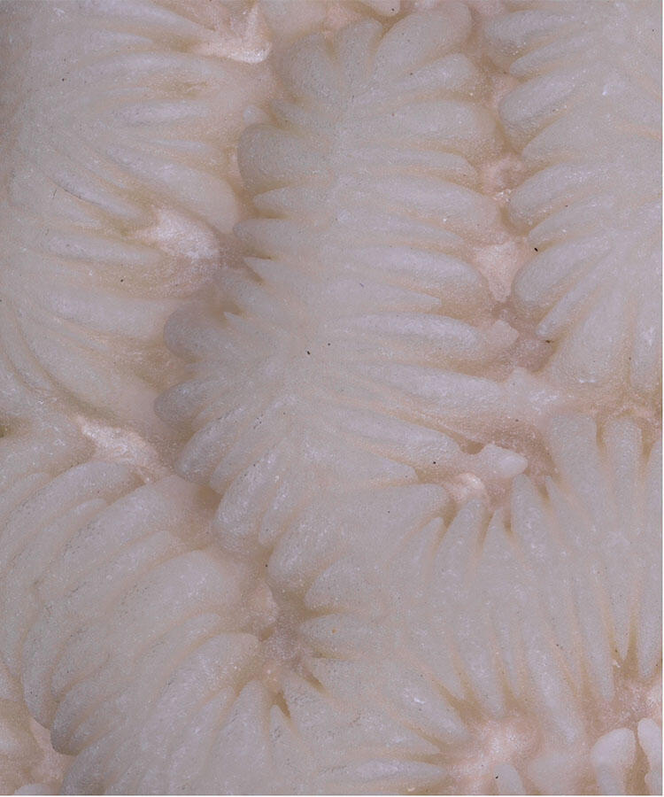Close-up of grooves on light colored coral.