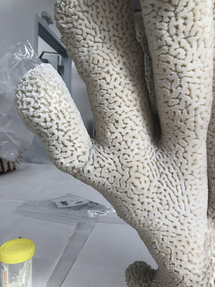 Close-up on three pillars of a restored coral with the light colored fill material no longer visible where the broken piece was reattached. 