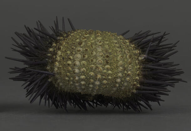 Sea urchin dry specimen with round body covered into horizontal lines of raised bumps and dark spikes emerging from the sides and bottom.