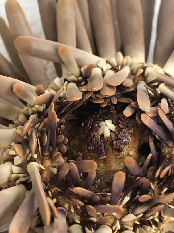 Close-up of a sea urchin's five teeth arranged in a circle within layered, circular mouth. 