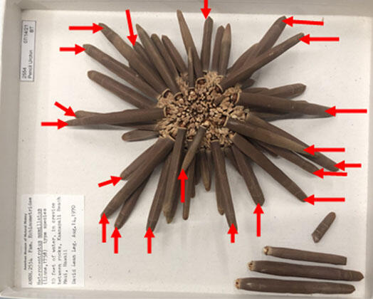Sea urchin specimen laid out next to typed label with three detached primary spines off to the side. 20 red arrows point at tips of primary spines.