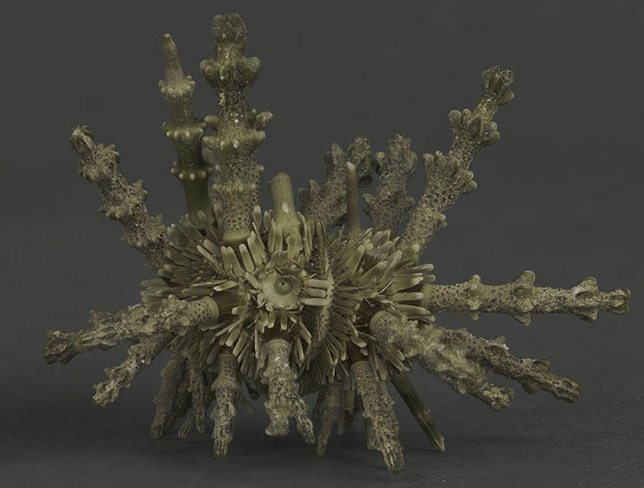 "Whorl" spine urchin dry specimen with spine segments protruding all over from the center.