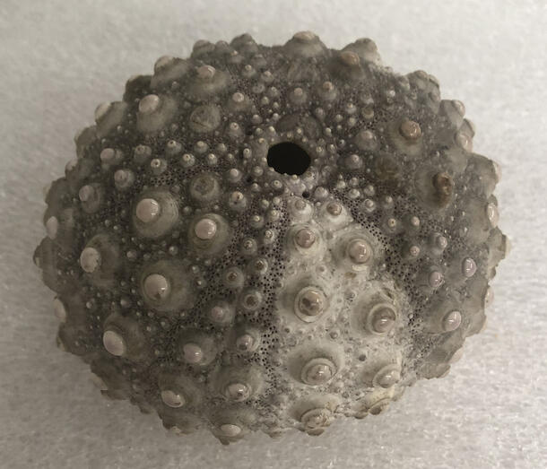 Sea urchin dry specimen pictured from above, with raised bumps on test in horizontal lines all around the sea urchin.